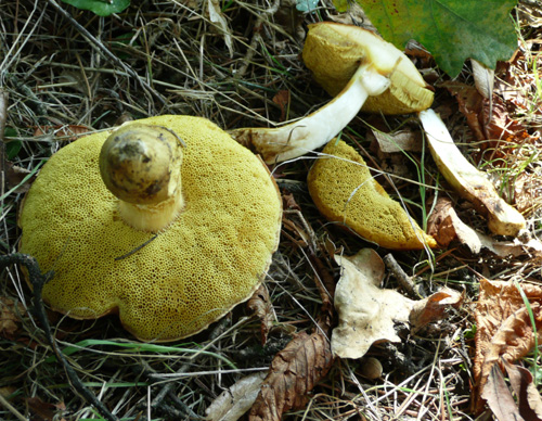 Xerocomus? quale?